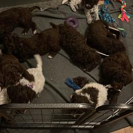 Cane Corso and Lagotto Romagnolo Puppies from El Dorado Cane Corso