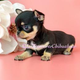 Panda - Black and tan male Chihuahua puppy in Anderson, South Carolina from Lil Treasures Chihuahuas