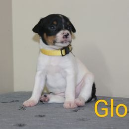 Girl 5 - White black and tan female Rat Terrier puppy in Sharon, Ohio from Forest Grove Rat Terriers