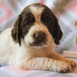 English Springer Spaniel Puppies from South Fork Springers