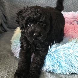 Winston- Little Toy Poodle - Black male Poodle puppy in Falcon, Missouri from Cedar House Heritage Poodles | AKC Toy & Miniature Poodle Puppies Raised in Home
