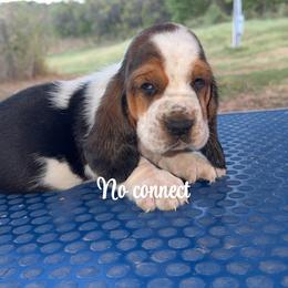 Boy 7 - Black brown and white male Basset Hound puppy in Conway, Missouri from Ozark Mountain Kennel