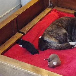 Cardigan Welsh Corgi Puppies from Dragonfly Cardigans