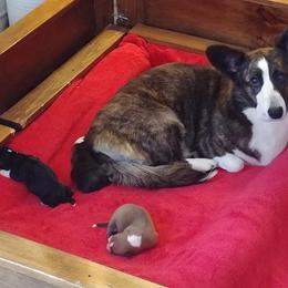 Cardigan Welsh Corgi Puppies from Dragonfly Cardigans