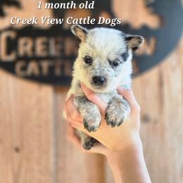 Boy 6 - Blue male Australian Cattle Dog puppy in Monroe, North Carolina from Creek View Cattle Dogs