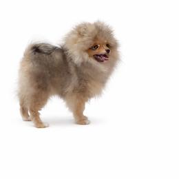 Jingle - Red sable male Pomeranian puppy in Orange Grove, Texas from Davis Poms
