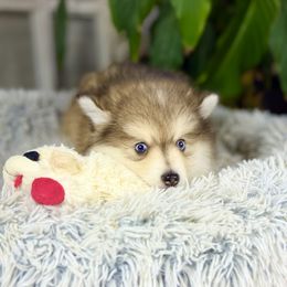 Pomsky Puppies from Jana Goodwin