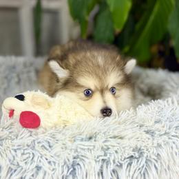 Pomsky Puppies from Jana Goodwin