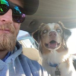 Miniature Australian Shepherd All Grown Up from Klatt's Mini Aussies