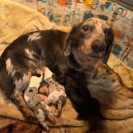 Pearl - Dachshund