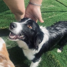 Onyx - Miniature American Shepherd