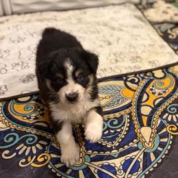 Snickers - Black tri-color male Australian Shepherd puppy in Denton, North Carolina from Double R Farm Aussies