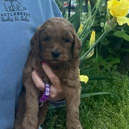 Dark Purple - Red  female Goldendoodle puppy in Indian Trail, North Carolina from Castleberry Doodles and Poodles