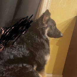 Milo - German Shepherd