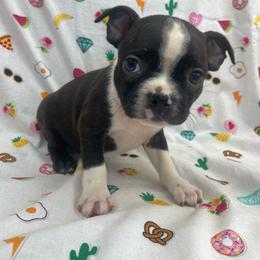 Raven - Black brindle and white female Boston Terrier puppy in Fillmore, Illinois from Wind Hill Puppies