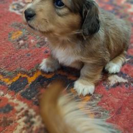 Blue - Red male Dachshund puppy in Alachua, Florida from Asperida Spinoni and Dachshunds
