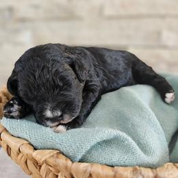 Danube Sava - Phantom female Bernedoodle puppy in Marshall, Michigan from Whispering Aspen Homestead