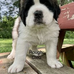Saint Bernard Puppies from Mount Krumpit Saints