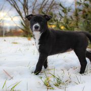 Ruffin - Black Carolina Dog puppy in Holly, Michigan from Full Circle Carolina Dogs