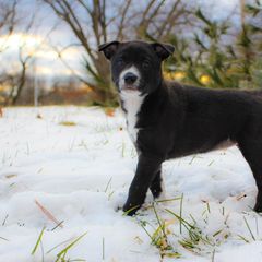 Ruffin - Black Carolina Dog puppy in Holly, Michigan from Full Circle Carolina Dogs