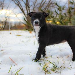 Ruffin - Black Carolina Dog puppy in Holly, Michigan from Full Circle Carolina Dogs