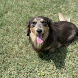 Gunner - Dachshund