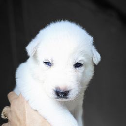 Snow white girl 3 - Black female Siberian Husky puppy in Springfield, Massachusetts from 16acreshuskies
