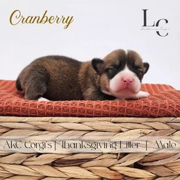 Cranberry - Red male Pembroke Welsh Corgi puppy in Pine Village, Indiana from NL Horsemanship
