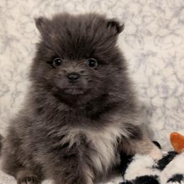 Arrow - Blue and tan female Pomeranian puppy in Danielsville, Georgia from PassionatePomPoms