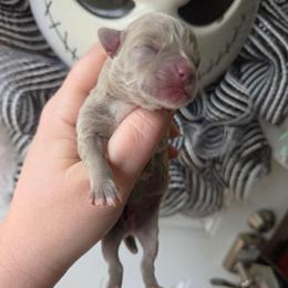 Myers - Chocolate blue male Chihuahua puppy in Ashtabula, Ohio from Paw's & Awe's Chihuahuas