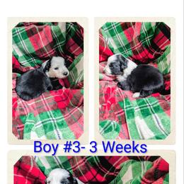 Australian Shepherd and Great Dane Puppies from AEW Farm