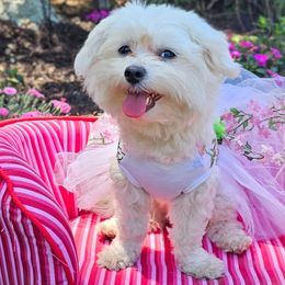 Shiloh - Maltese