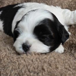 Havanese Puppies from Karol's Havanese