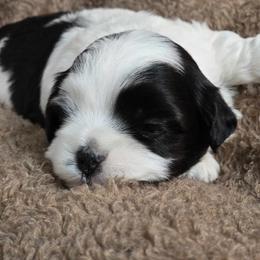 Havanese Puppies from Karol's Havanese