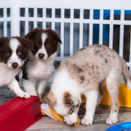 Border Collie and Maremma Sheepdog Puppies from 2J 2K Border Collies & Maremma Sheepdogs