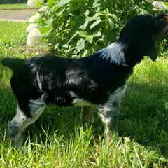 French Brittany Puppies from Dakota Point Kennel