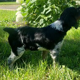 French Brittany Puppies from Dakota Point Kennel