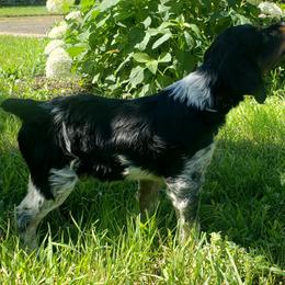 French Brittany Puppies from Dakota Point Kennel