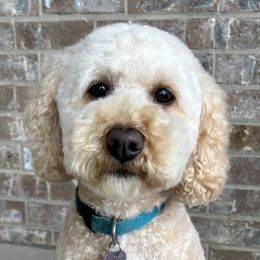 Maizy - Poodle