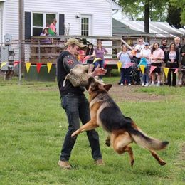 German Shepherd All Grown Up from End of the Trail Farm & Kennels