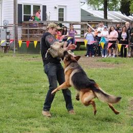 German Shepherd All Grown Up from End of the Trail Farm & Kennels