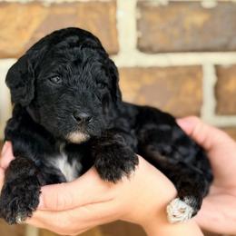 Benjamin - Phantom male Goldendoodle puppy in Macclenny, Florida from Baker County Goldendoodles