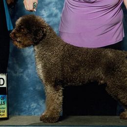 Lagotti Romagnoli from Almar Lagotto