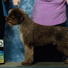 Lagotti Romagnoli from Almar Lagotto