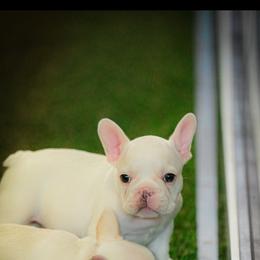 French Bulldog Puppies from Diondre Lee
