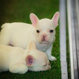 French Bulldog Puppies from Diondre Lee