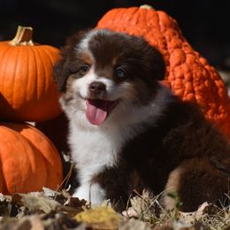 Bentley - Red Miniature Australian Shepherd puppy in Redfield, Kansas from CY Ranch Aussies