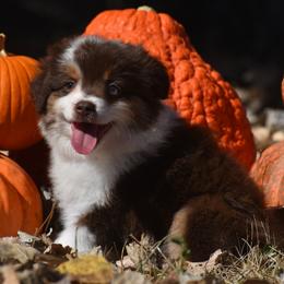 Bentley - Red Miniature Australian Shepherd puppy in Redfield, Kansas from CY Ranch Aussies