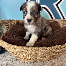 Blue Merle boy - Blue merle male Toy Australian Shepherd puppy in Oklahoma City, Oklahoma from Faith River Aussies