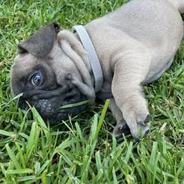 French Bulldogs from Olvera Frenchies